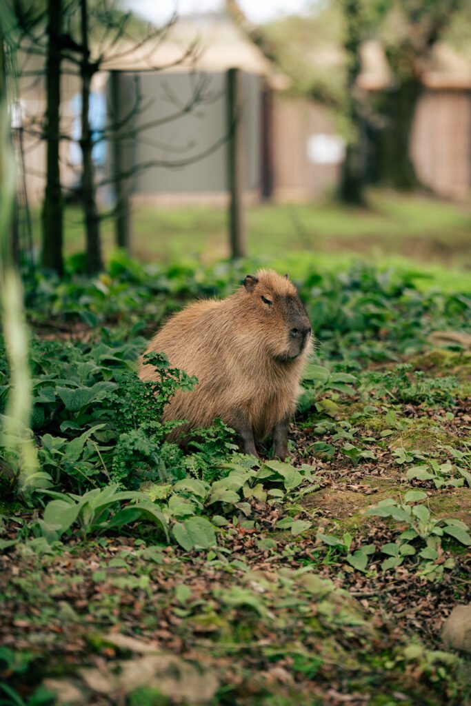 Peak Wildlife Park